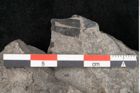 Foto (Detailansicht) von Equisetum arenaceum Jaeg. (NHMW-GEO-2024-0188-10552)